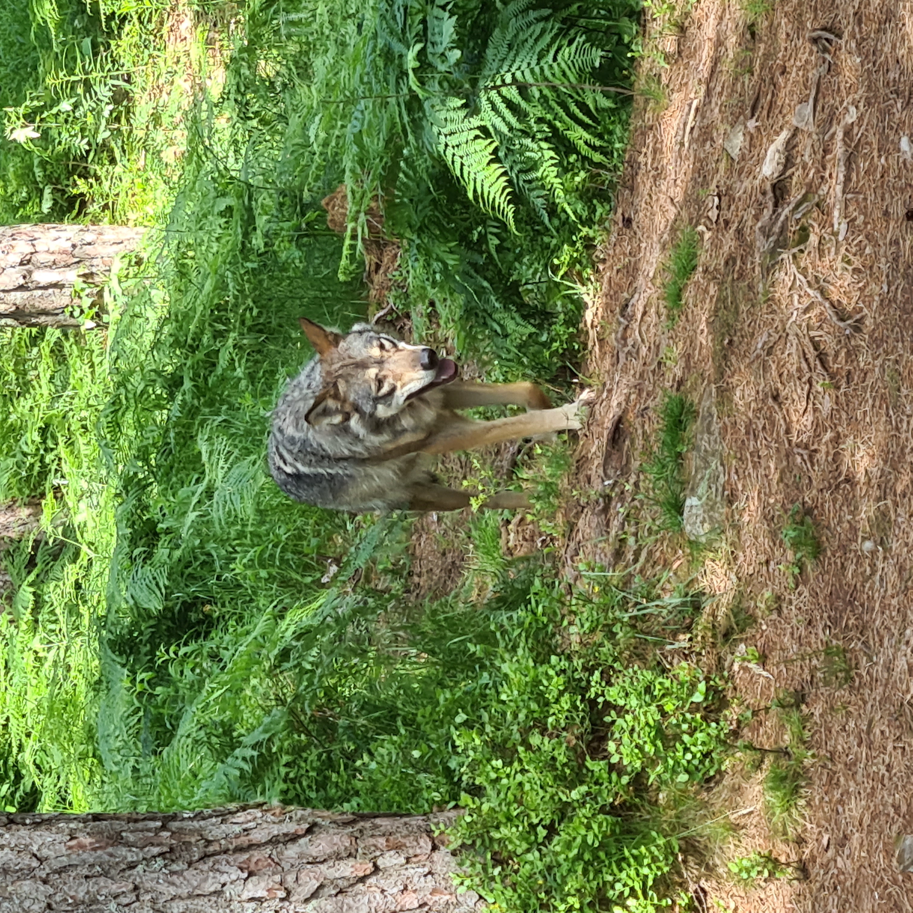 Artikkelbilde til artikkelen Veterantur til Kristiansand Dyrepark