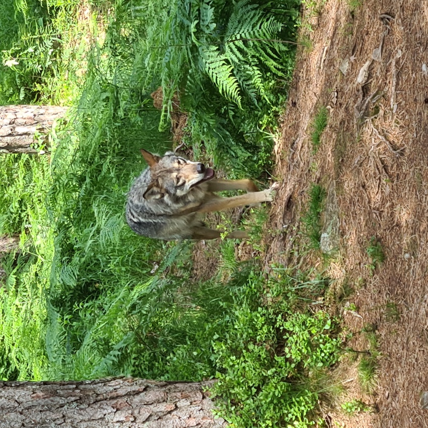 Veterantur til Kristiansand Dyrepark